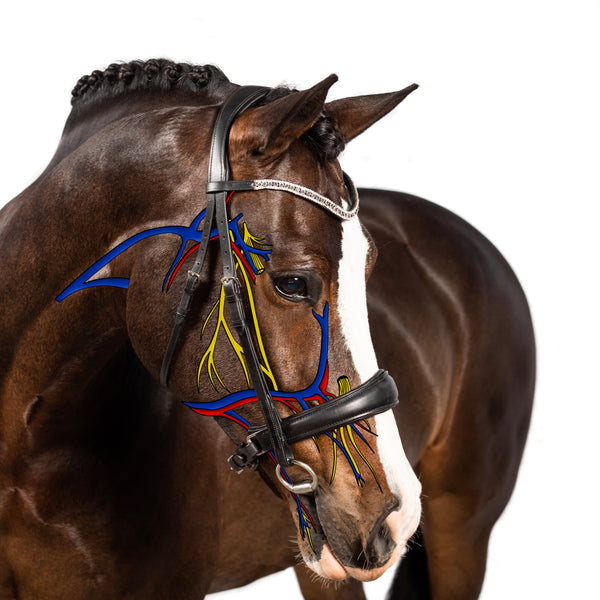 The Importance of Anatomy in Bridle Fit