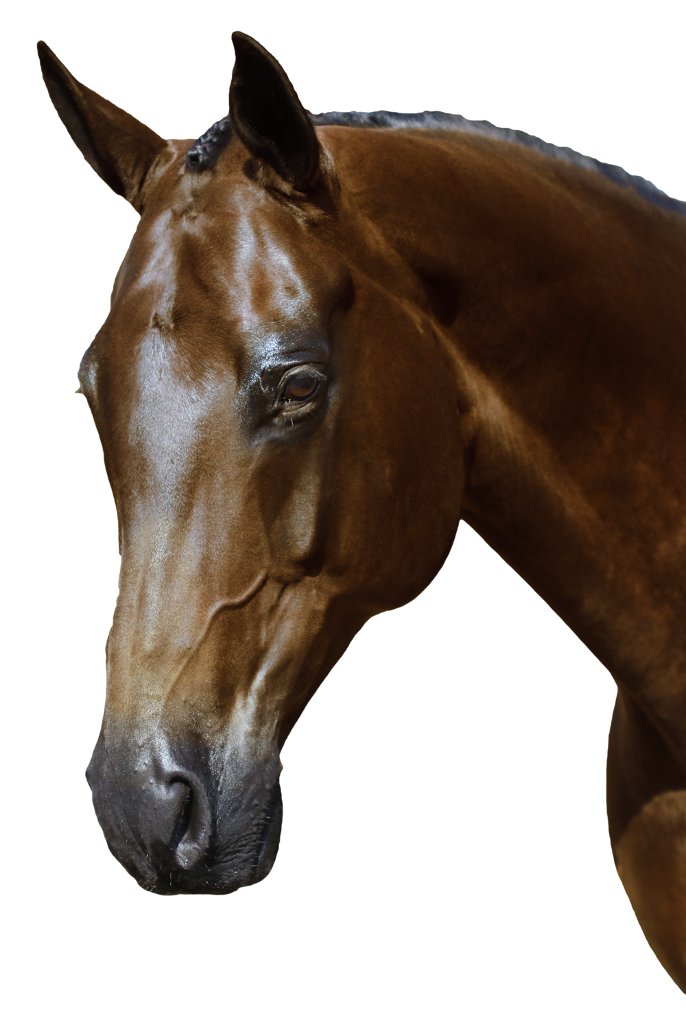 Mix & Match Custom Bridle - Havana Ergonomic Bridle