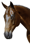 Mix & Match Custom Bridle - Havana Double Bridle