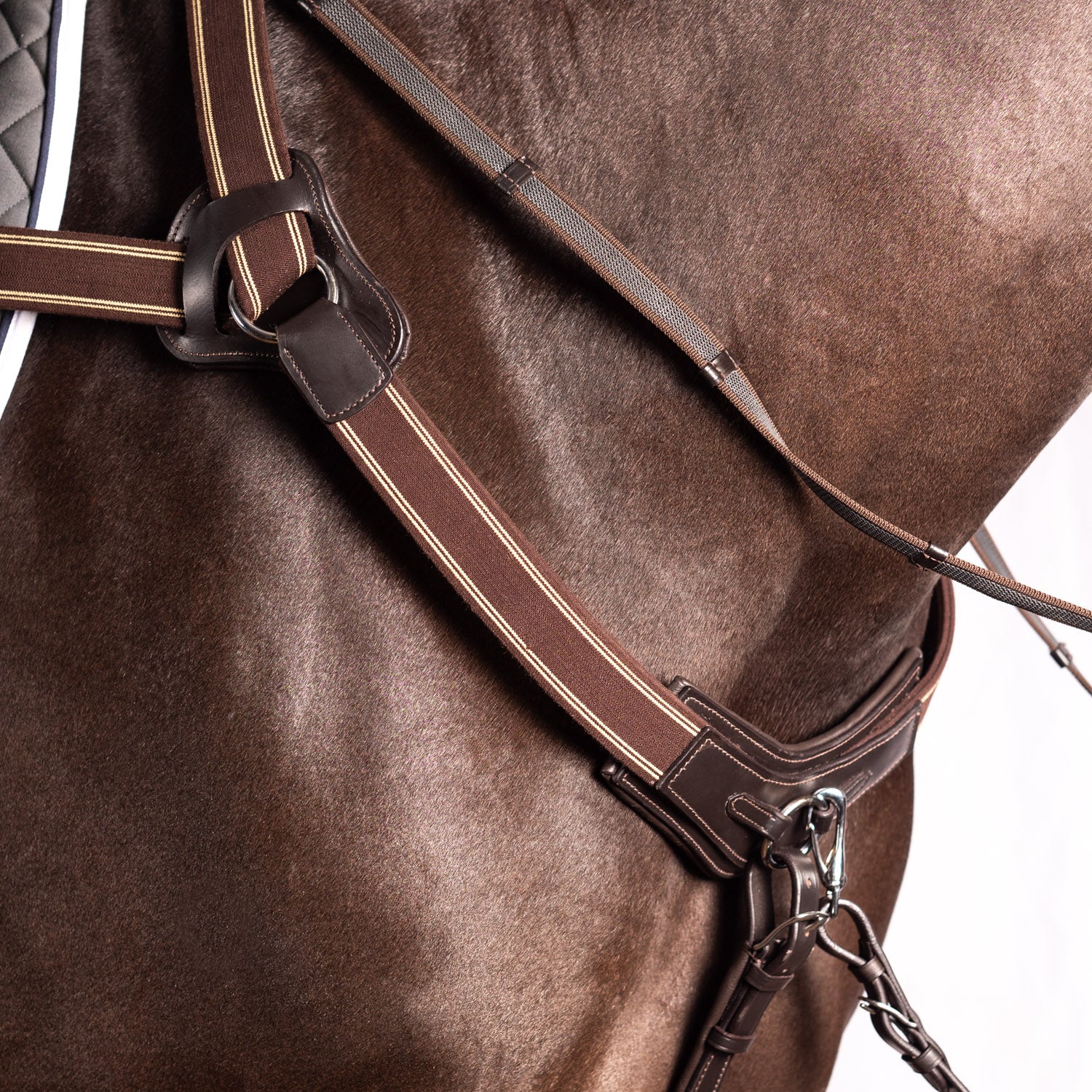 Havana leather 5 point breastplate with brown and cream elastic