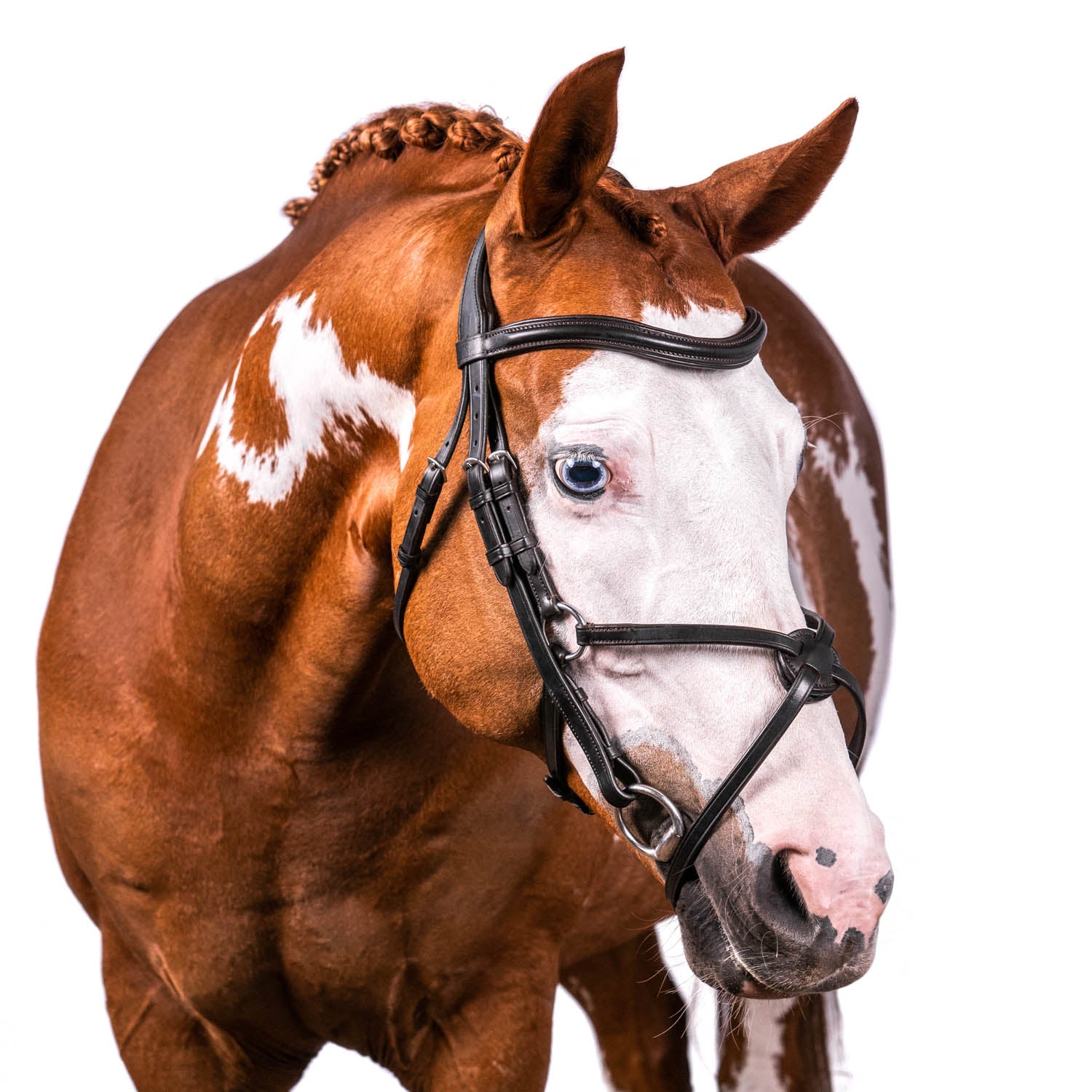 Havana Figure 8 Bridle 'Wren'